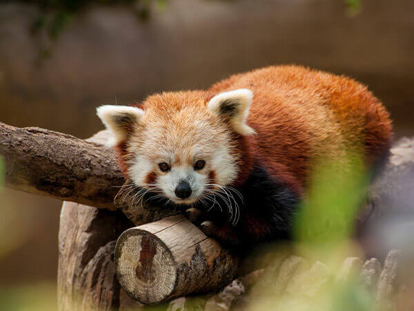 Charity of the month plan international UK